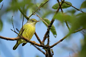 Ornithology Prints: Yellow Warbler, Sierra Negra volcano, Isabela Island, Galapagos Islands, Ecuador