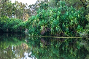 Yellow Water billabong and wetland, Kakadu National Park, UNESCO World Heritage Site