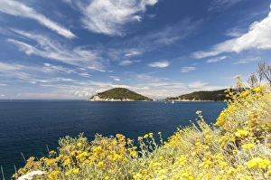 Livorno Province Prints: Yellow wild flowers, Gulf of Procchio, Marciana, Elba Island, Livorno Province, Tuscany