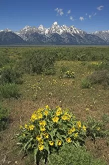 Yellow wild flowers in a meadow with the Grand Teton Cathedral group of mountains in the distance