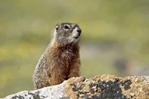 Images Dated 24th July 2008: Yellowbelly marmot (Marmota flaviventris), Shoshone National Forest, Wyoming