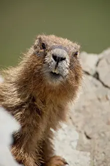 Colorado Prints: Yellowbelly marmot (Marmota flaviventris) near Cinnamon Pass