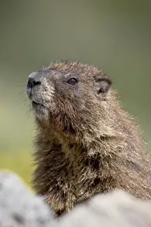 Yellowbelly marmot (Marmota flaviventris) near Cinnamon Pass, Uncompahgre National Forest