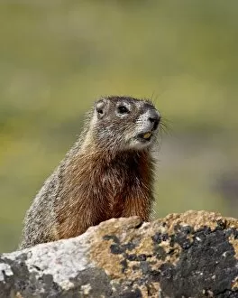 Images Dated 24th July 2008: Yellowbelly marmot (Yellow-bellied marmot) (Marmota flaviventris), Shoshone National Forest