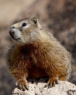 Images Dated 24th July 2008: Yellowbelly marmot (Yellow-bellied marmot) (Marmota flaviventris), Shoshone National Forest