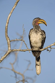Kruger Prints: Yellowbilled hornbill (Tockus leucomelas)