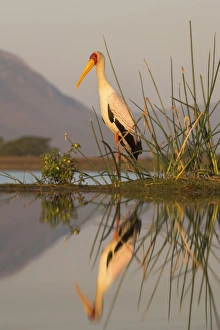 Yellowbilled stork (Mycteria ibis), Zimanga private game reserve, KwaZulu-Natal, South Africa