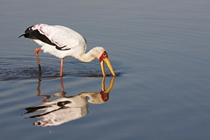 Stork Prints: Yellowbilled stork (Mycteria ibis), Kruger National Park, South Africa, Africa