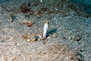 Seabed Prints: Yellowhead jawfish (Opistognathus aurifrons)