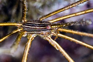 Images Dated 4th March 2008: Yellowline arrow crab (Stenorhynchus seticornis), St. Lucia, West Indies, Caribbean, Central America