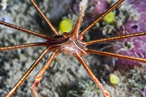 Images Dated 5th March 2008: Yellowline arrow crab (Stenorhynchus seticornis), St. Lucia, West Indies, Caribbean, Central America