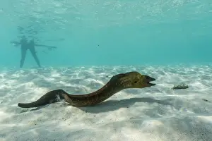 Open Mouth Prints: Yellowmargin moray eel (Gymnothorax flavimarginatus) underwater on pink sand beach