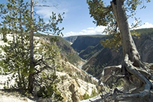 Images Dated 23rd January 2000: Yellowstone Canyon