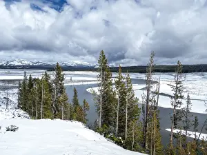 Pine Tree Prints: The Yellowstone River surrounded by snow-capped mountains, Yellowstone National Park