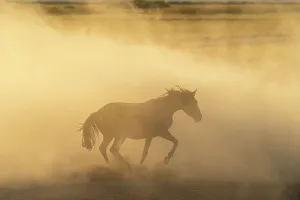 Outdoor Activity Prints: Yilki horse running in dust at sunset