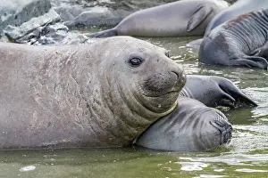 Bull Prints: Young adult bull southern elephant seal (Mirounga leonina) holding young pup's head underwater trying to kill it