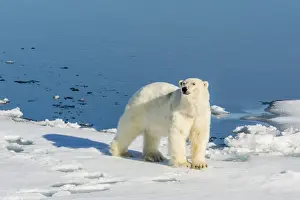 Hinlopen Strait Prints: Young adult polar bear (Ursus maritimus) on ice in Hinlopen Strait