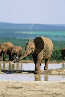 Washin G Prints: Young African elephant