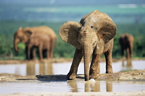 Young African elephant