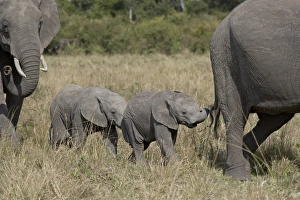 Images Dated 6th October 2007: Two young African Elephant (Loxodonta africana), Masai Mara National Reserve