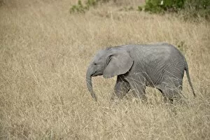 Images Dated 16th October 2006: Young African elephant (Loxodonta africana), Masai Mara National Reserve
