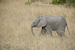 Images Dated 16th October 2006: Young African elephant (Loxodonta africana), Masai Mara National Reserve