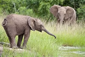 Images Dated 18th February 2010: Young African elephant (Loxodonta africana) drinking, Hluhluwe Umfolozi Park