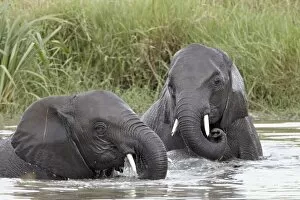 Images Dated 10th February 2011: Two young African elephant (Loxodonta africana) playing in the water, Serengeti National Park