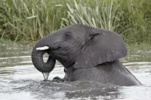 Images Dated 10th February 2011: Young African elephant (Loxodonta africana) playing in the water, Serengeti National Park