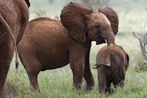 Tsavo Prints: A young African elephant (Loxodonta africana) and a calf, Tsavo, Kenya, East Africa