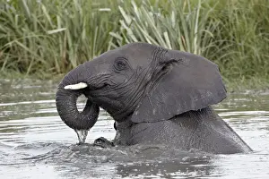 Young African elephant (Loxodonta africana) playing in the water, Serengeti National Park