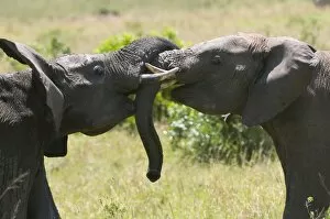 Young African elephants fighting (Loxodonta africana), Masai Mara National Reserve