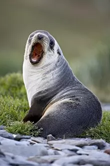Young Antarctic fur seal