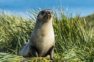 Animal Cub Prints: Young Antarctic fur seal (Arctocephalus gazella), Prion Island, South Georgia, Antarctica