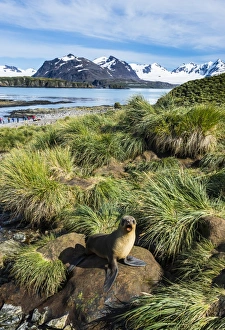 Young Antarctic fur seal (Arctocephalus gazella), Prion Island, South Georgia, Antarctica