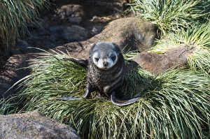 Young Antarctic fur seal (Arctocephalus gazella), Prion Island, South Georgia, Antarctica