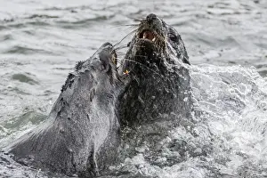 Young Antarctic fur seals (Arctocephalus gazella) mock fighting in Grytviken Harbor