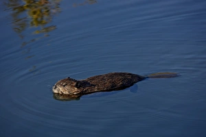 Images Dated 29th August 2009: Young beaver (Castor canadensis) swimming, Denali National Park and Preserve