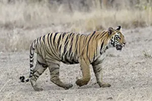 Dirt Prints: Young Bengal tiger (Panthera tigris tigris) walking, Tadoba Andhari Tiger Reserve