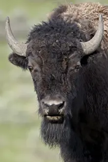 Horn Prints: Young bison (Bison bison), Yellowstone National Park