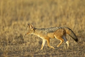 Images Dated 20th October 2006: Young black-backed jackal (silver-backed jackal) (Canis mesomelas), Masai Mara National Reserve