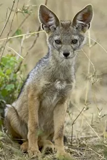 Images Dated 14th October 2006: Young black-backed jackal or silver-backed jackal (Canis mesomelas), Masai Mara National Reserve