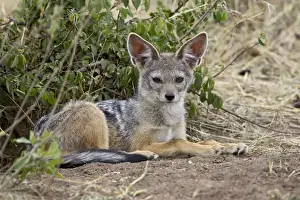 Young black-backed jackal or silver-backed jackal (Canis mesomelas), Masai Mara National Reserve