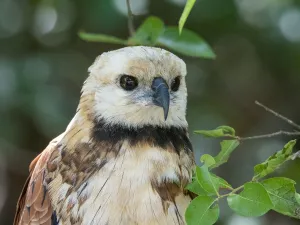 Rio Negro Prints: A young black-collared hawk (Busarellus nigricollis)
