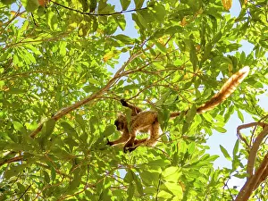 Endangered Prints: Young black lemur climbs in a tree while exploring its environment in Lemur Park