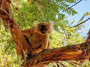 Feeding Prints: Young black lemur climbs a tree in Lemur Park while exploring its surroundings in Madagascar