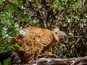 Endangered Prints: Young black lemur climbs in the trees at Lemur Park in Madagascar near Antanavarino