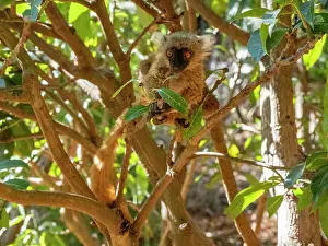 Mammals Prints: Young black lemur sits in tree eating leaves in Lemur Park in Madagascar