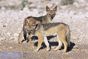 Young blackbacked jackals (Canis mesomelas)