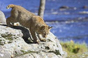 Bobcat Prints: Young bobcat (Lynx rufus) in captivity